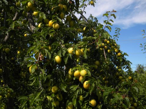 yellow plum s o k.jpg